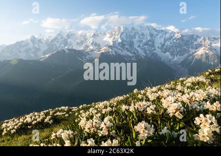 Blühender kaukasischer Rhododendron (Rhododendron Caucasicum), auch Georgische Schneerose genannt, mit dem Berg Shkhara im Hintergrund, Svaneti, Georgien. Stockfoto