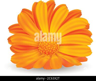 Vektordarstellung Calendula isoliert. Eine Ringelblume steht auf dem Tisch Stock Vektor