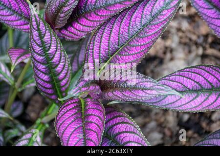 Nahaufnahme der Persian Shield Pflanze mit lila Blättern Stockfoto
