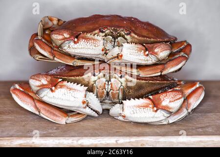 Zwei gekochte Dungeness-Krabben auf einem Schneidebrett Stockfoto