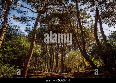 Waldweg von unten gesehen, während Sonnenlicht durch die Bäume und Äste scheint Stockfoto