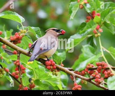 Zedernholz wachenden Vogel essen Maulbeerfrucht auf dem Baum Stockfoto