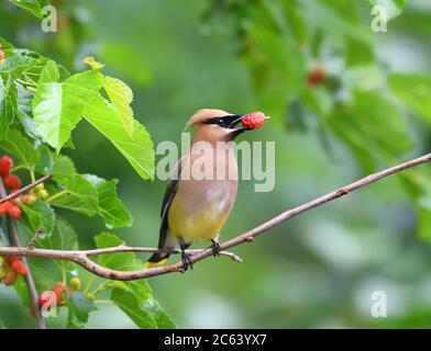 Zedernholz wachenden Vogel essen Maulbeerfrucht auf dem Baum Stockfoto