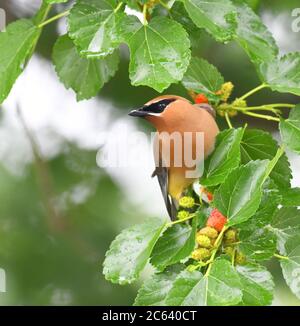 Zedernholz wachenden Vogel essen Maulbeerfrucht auf dem Baum Stockfoto