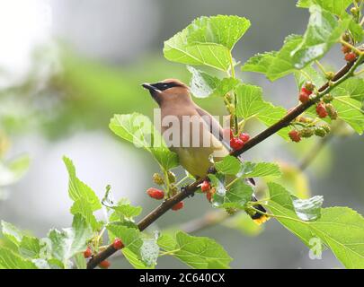 Zedernholz wachenden Vogel essen Maulbeerfrucht auf dem Baum Stockfoto