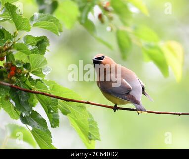 Zedernholz wachenden Vogel essen Maulbeerfrucht auf dem Baum Stockfoto