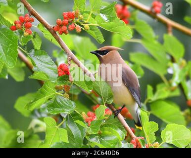 Zedernholz wachenden Vogel essen Maulbeerfrucht auf dem Baum Stockfoto