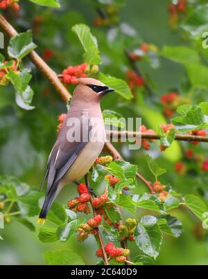 Zedernholz wachenden Vogel essen Maulbeerfrucht auf dem Baum Stockfoto