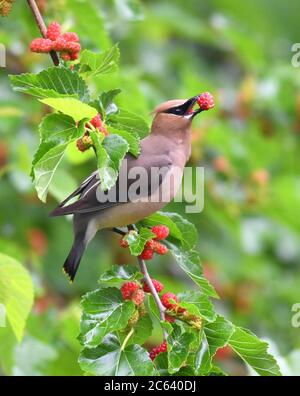 Zedernholz wachenden Vogel essen Maulbeerfrucht auf dem Baum Stockfoto