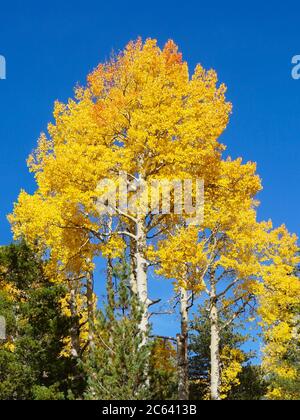 Die Gelb- und Goldtöne der herbstlichen Espenblätter werden durch einen strahlend blauen Himmel akzentuiert. Stockfoto