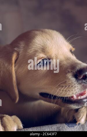 LABRADOR RETRIEVER WELPEN NIEDLICH UND LIEBENSWERT Stockfoto