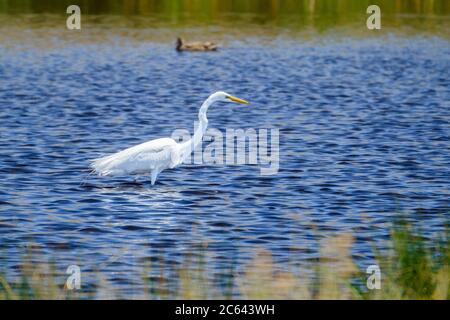 Ein großer Reiher in einem Wüstenteich. Stockfoto