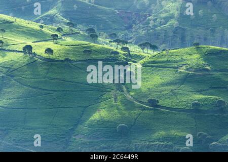 Luftbild von Teeplantage auf einem Hügel mit Morgenlicht und Bäumen in South Bandung, Indonesien Stockfoto