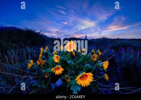 Wüstenwildblume Blüte in den östlichen Sierras. Stockfoto