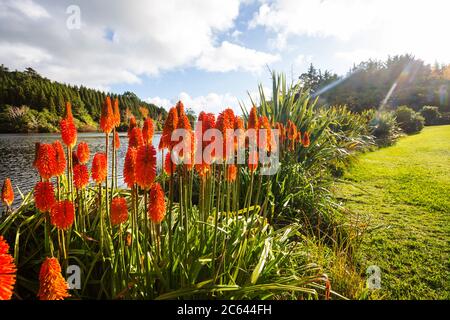 Aloe Vera Blüten blühen am Ufer des Sees, Neuseeland Stockfoto