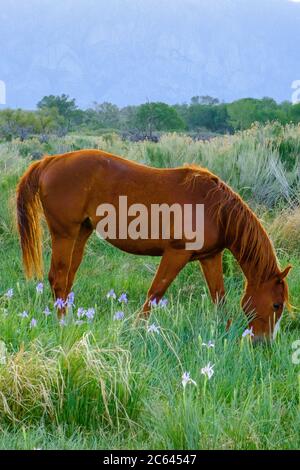 Ein Pferd grast unter der Wilden Iris im Owental. Stockfoto