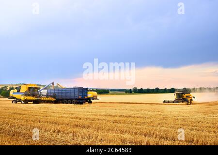 Überladung von Getreide aus den Mähdreschern in einen Getreidewagen auf dem Feld. Harvester Ablader Gießen gerade geernteten Weizen in Korn Box Körper Stockfoto