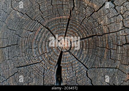 Die Textur des alten Baumes in einem Schnitt Stockfoto