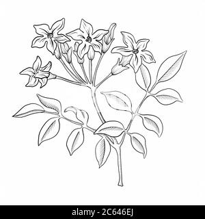 Jasminblüte handgezeichnete Skizze grafische Ressource Stockfoto