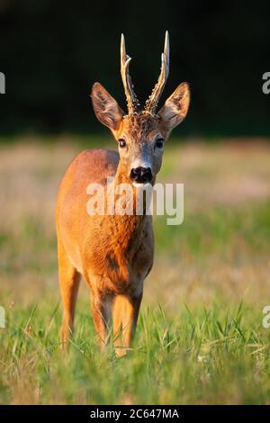 Interessierte Rehe Buck auf Wiese während im Sommer bei Sonnenuntergang stehen. Stockfoto