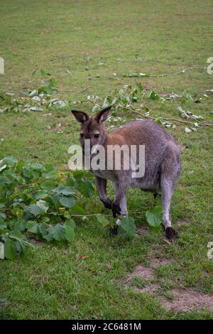 Red-necked wallaby Stockfoto