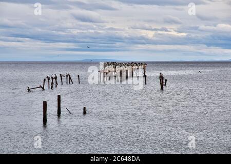 Alte Wharf im Hafen von Punta Arenas, Patagonien, Chile Stockfoto