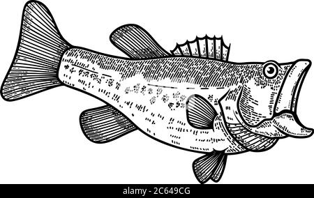 Illustration von Bass Fisch in Gravur Stil. Design-Element für Logo, Label, Schild, Poster, T-Shirt. Vektorgrafik Stock Vektor