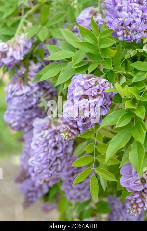 Amerikanischer Blauregen Wisteria frutescens Amethyst Falls Stockfoto