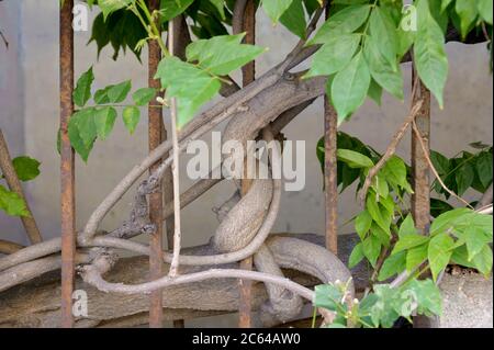 Chinesischer Blauregen Wisteria sinensis Stockfoto