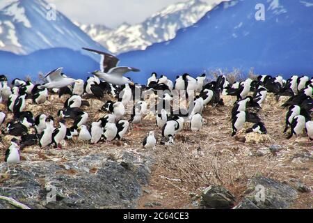 Vögel und Pinguine auf der Insel im Beagle Kanal in der Nähe von Ushuaia Stadt, Feuerland, Argentinien Stockfoto