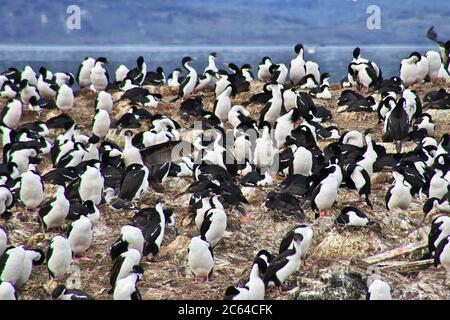 Vögel und Pinguine auf der Insel im Beagle Kanal in der Nähe von Ushuaia Stadt, Feuerland, Argentinien Stockfoto