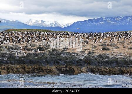 Vögel und Pinguine auf der Insel im Beagle Kanal in der Nähe von Ushuaia Stadt, Feuerland, Argentinien Stockfoto