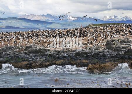 Vögel und Pinguine auf der Insel im Beagle Kanal in der Nähe von Ushuaia Stadt, Feuerland, Argentinien Stockfoto