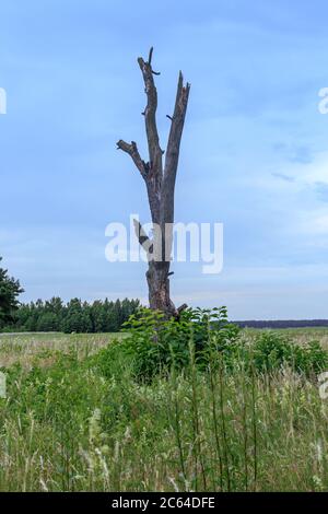 Land Seite grün Gras Wiese Schnitt trockenen Baum in der Mitte Stockfoto