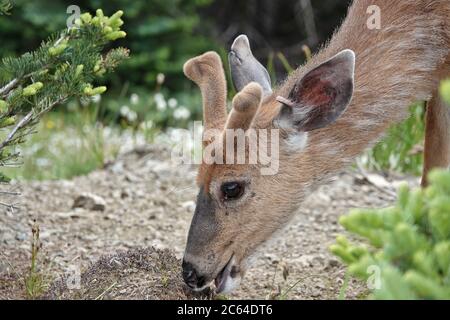 Wilder Schwarzenschwanz-Hirsch (pazifische Nordwestunterart des Maultierhirsches Odocoileus hemionus) im Hurricane Ridge, Olympic National Park, WA, USA Stockfoto