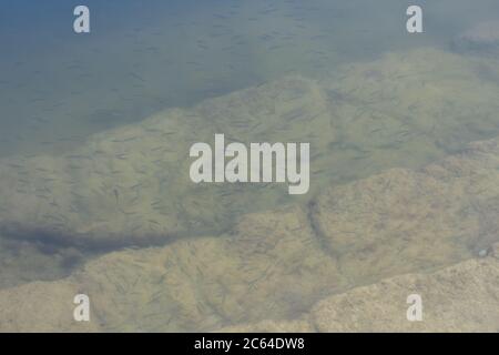 Klares Wasser in einem See mit Fischhaufen Stockfoto