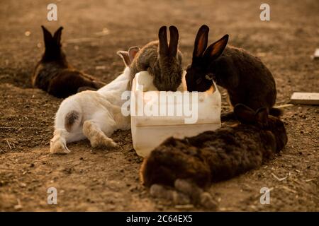 Viele Kaninchen trinken Wasser im Kaninchenpark Stockfoto