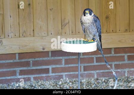 Der Gefangene Wanderfalke (Falco peregrinus) thront auf einem künstlichen Wirt Stockfoto