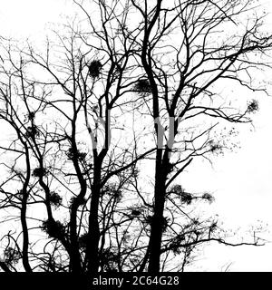 Silhouette von Mistelbaum im Winter, Auvergne, Frankreich Stockfoto