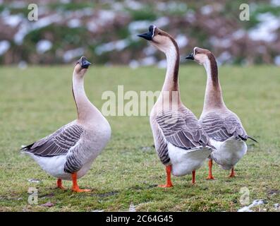 Drei entflohene chinesische Gänse in den Niederlanden. Auf einer Wiese stehen, sich umschauen, im Winter. Dies ist eine Rasse von domestizierten Gans abstammen f Stockfoto