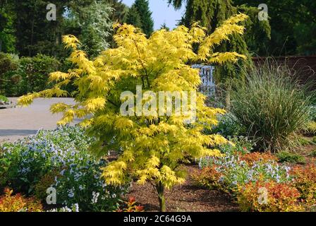 Gelber Fecher-Ahorn Acer palmatum Orange Dream Stockfoto