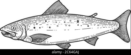 Abbildung von Forellenfischen in Gravurstil. Gestaltungselement für Plakat, Etikett, Schild, Emblem, Menü. Vektorgrafik Stock Vektor