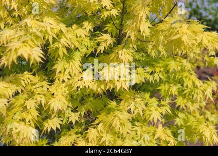 Gelber Fecher-Ahorn Acer palmatum Orange Dream Stockfoto