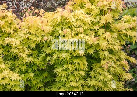 Japanischer Fecher-Ahorn Acer palmatum Orange Dream Stockfoto