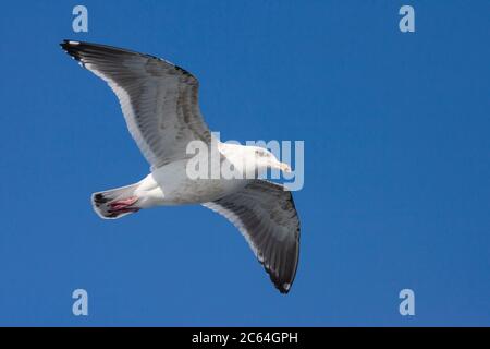 Subadulter Möwe (Larus schistisagus) überwintern auf Hokkaido, Japan. Im Flug, von unten gesehen. Stockfoto