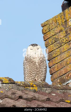 Schneeule (Bubo scandiacus), die auf einem Dach eines Hauses in einem kleinen Dorf in den Niederlanden ruht. Stockfoto