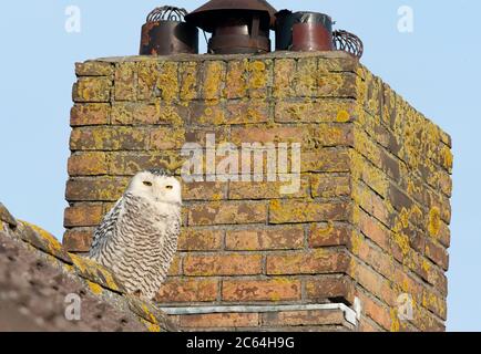 Schneeule (Bubo scandiacus), die auf einem Dach eines Hauses in einem kleinen Dorf in den Niederlanden ruht. Stockfoto