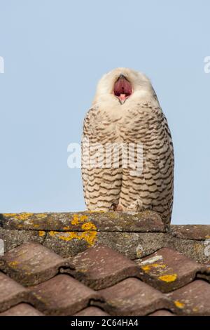 Gähnende Schneehäuhe (Bubo scandiacus), die auf einem Dach eines Hauses in einem kleinen Dorf in den Niederlanden ruht. Stockfoto