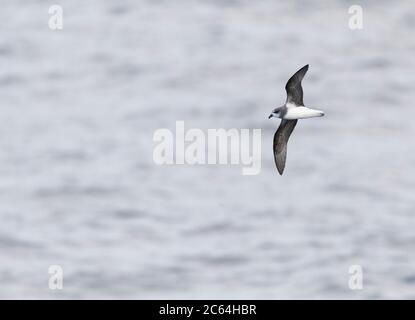 Weichgefiederter Sturmvogel (Pterodroma mollis) auf See in Richtung Chatham Islands, Neuseeland. Fliegen über dem Ozean in hohen Bögen. Stockfoto