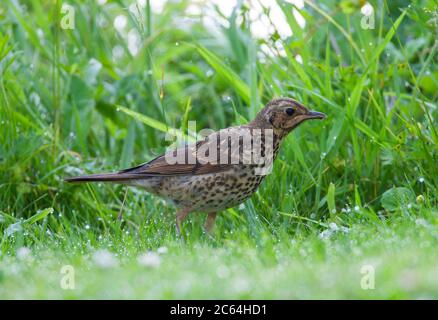 Jungtiere Song Thrush (Turdus philomelos) Fütterung auf einer Wiese in Katwijk in den Niederlanden. Stockfoto